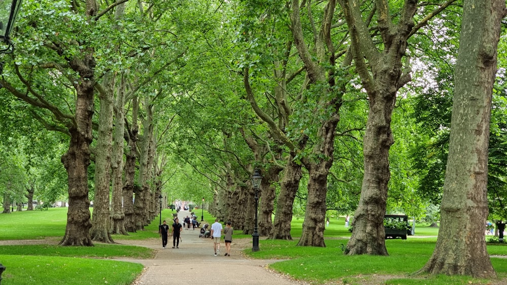 a group of people walking down a tree lined path