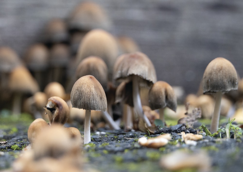 a group of mushrooms that are on the ground