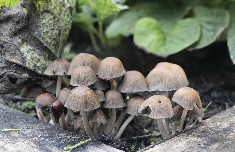 a group of mushrooms growing out of the ground