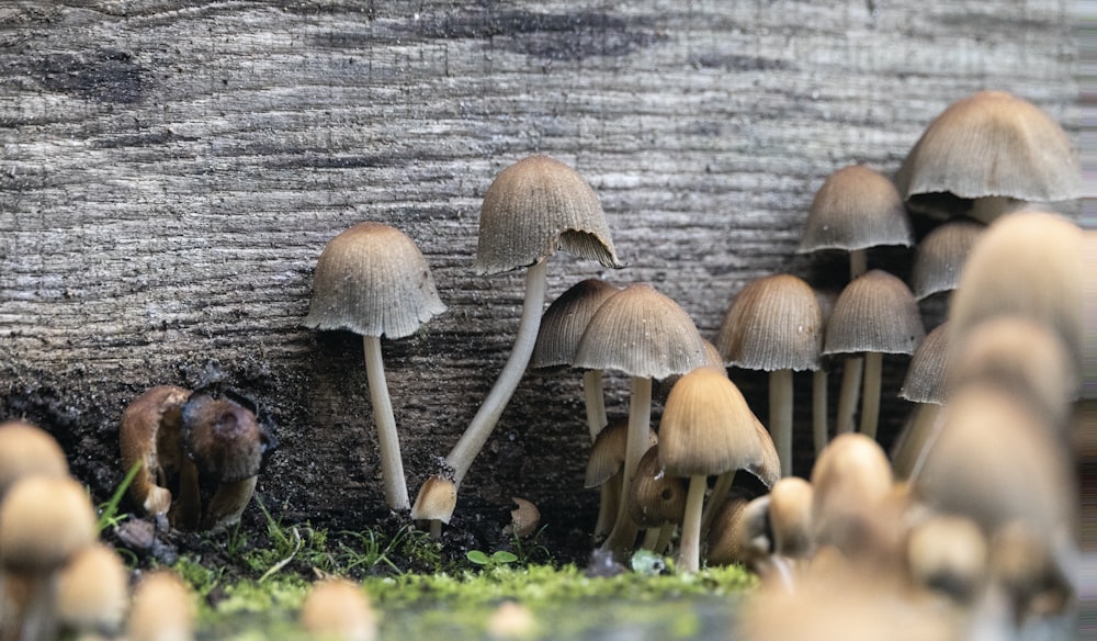 a group of mushrooms growing out of the ground