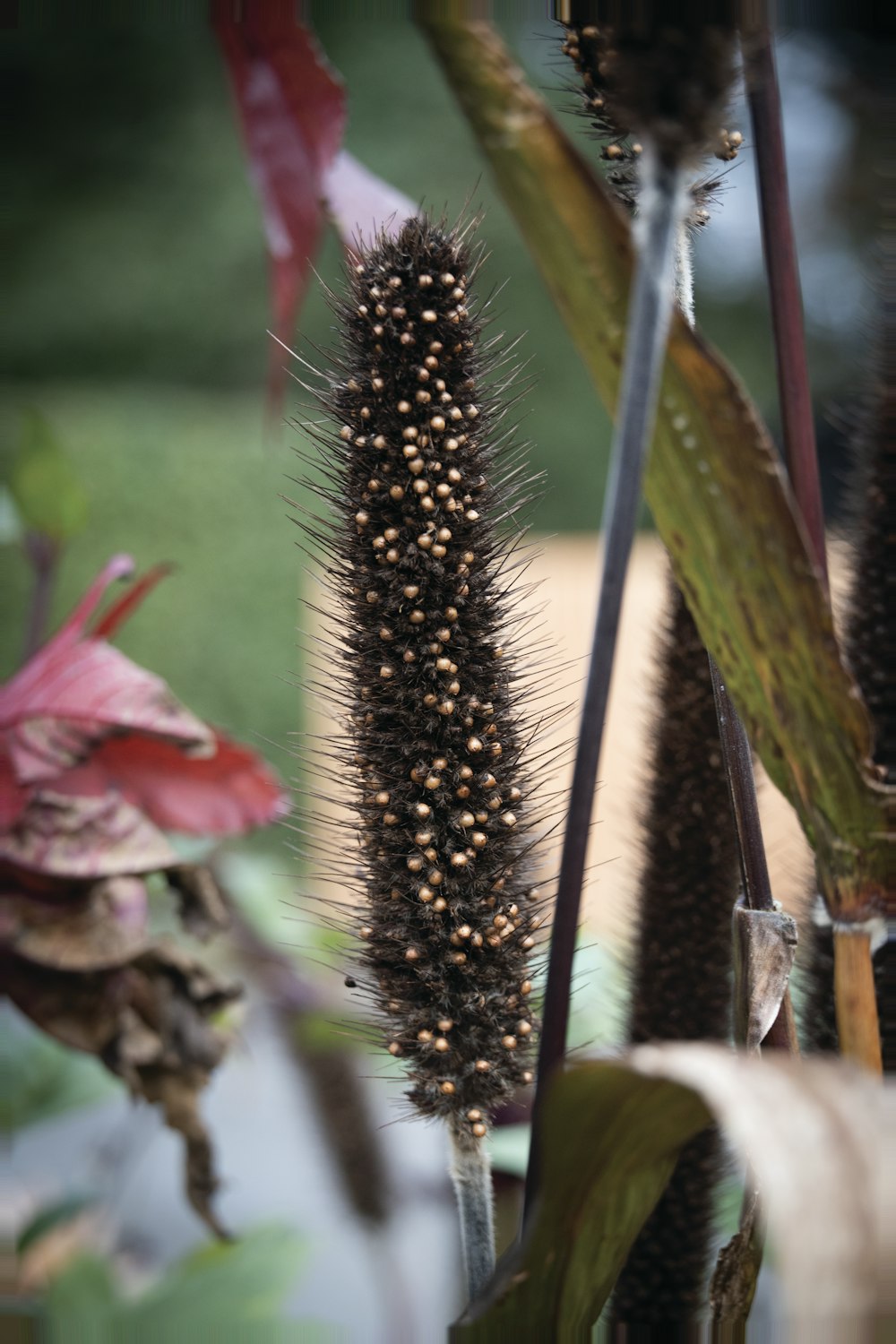 a close up of a plant with lots of dirt on it