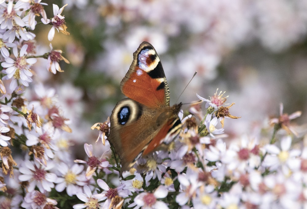 a close up of a butterfly on a flower