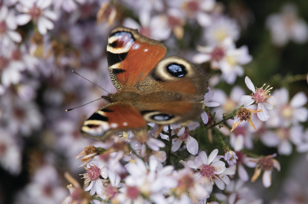 a close up of a butterfly on a flower