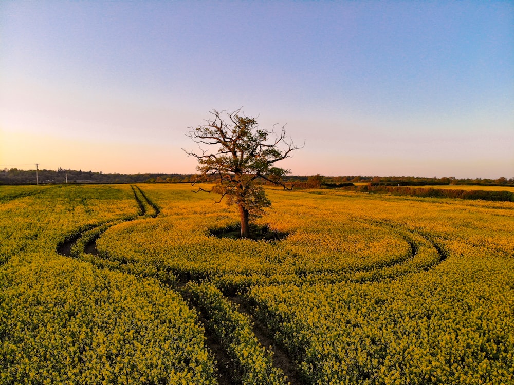 a tree in a field of yellow flowers