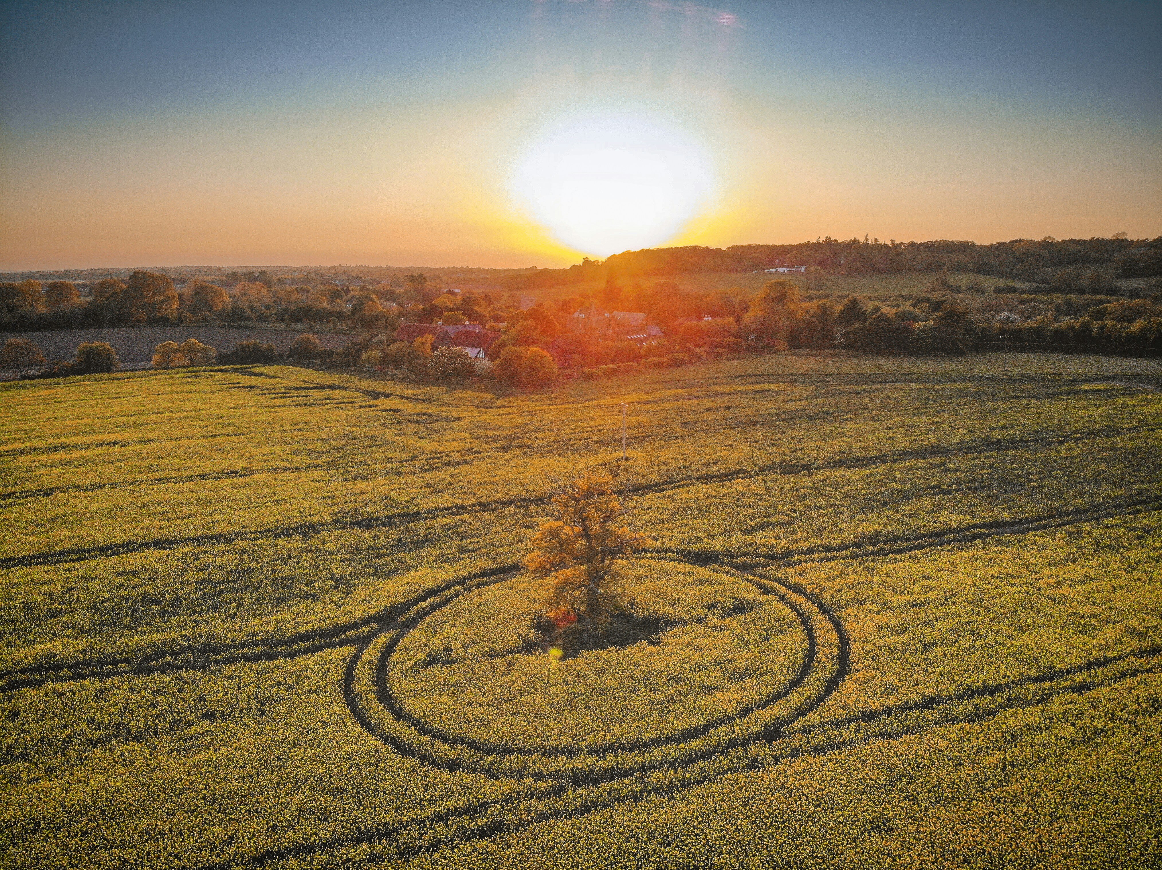 Field with a tree