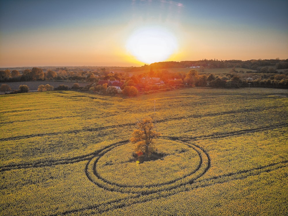 a field with a tree in the middle of it