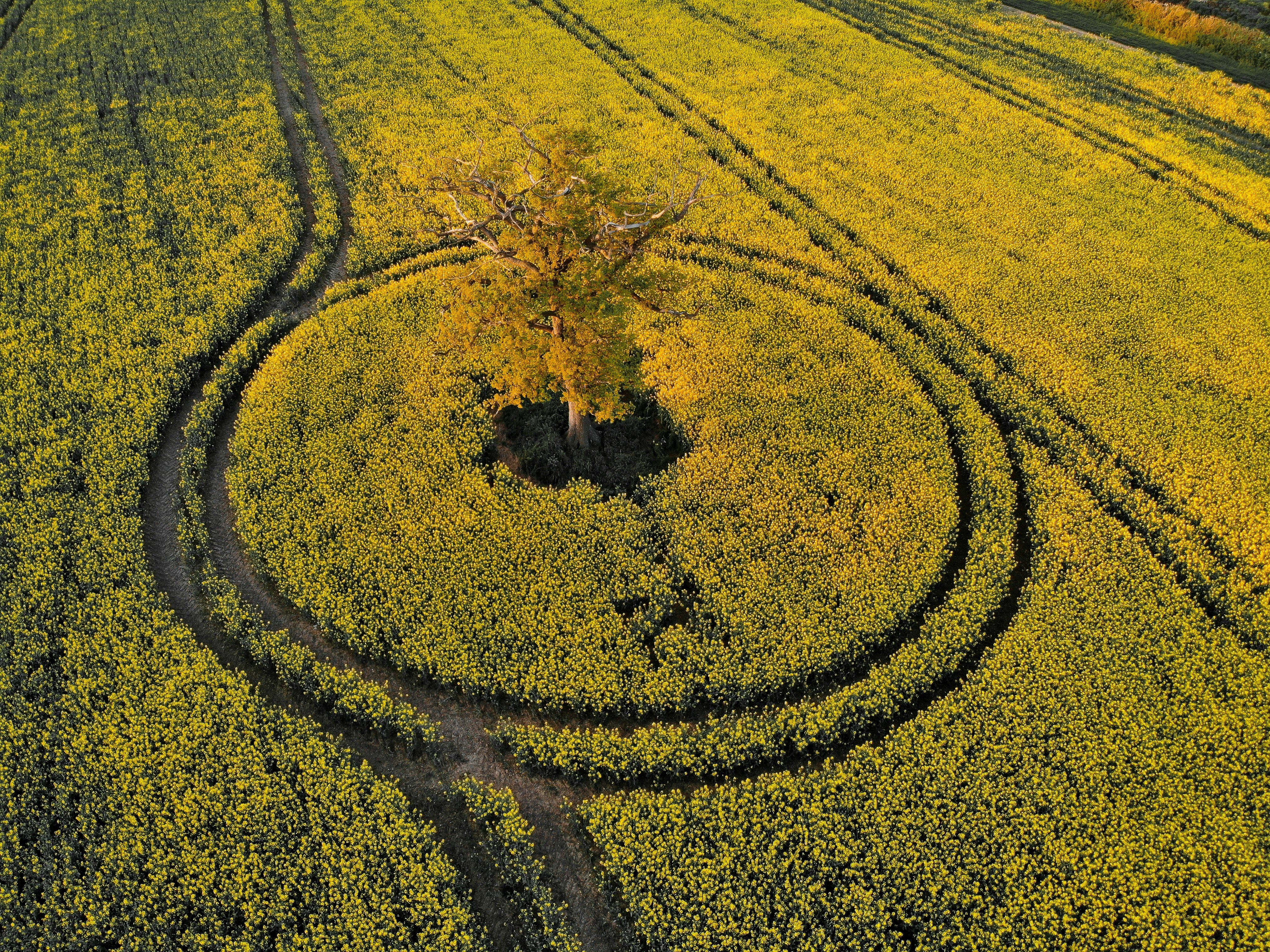 A tree in the middle of a field photo – Free Field Image on Unsplash