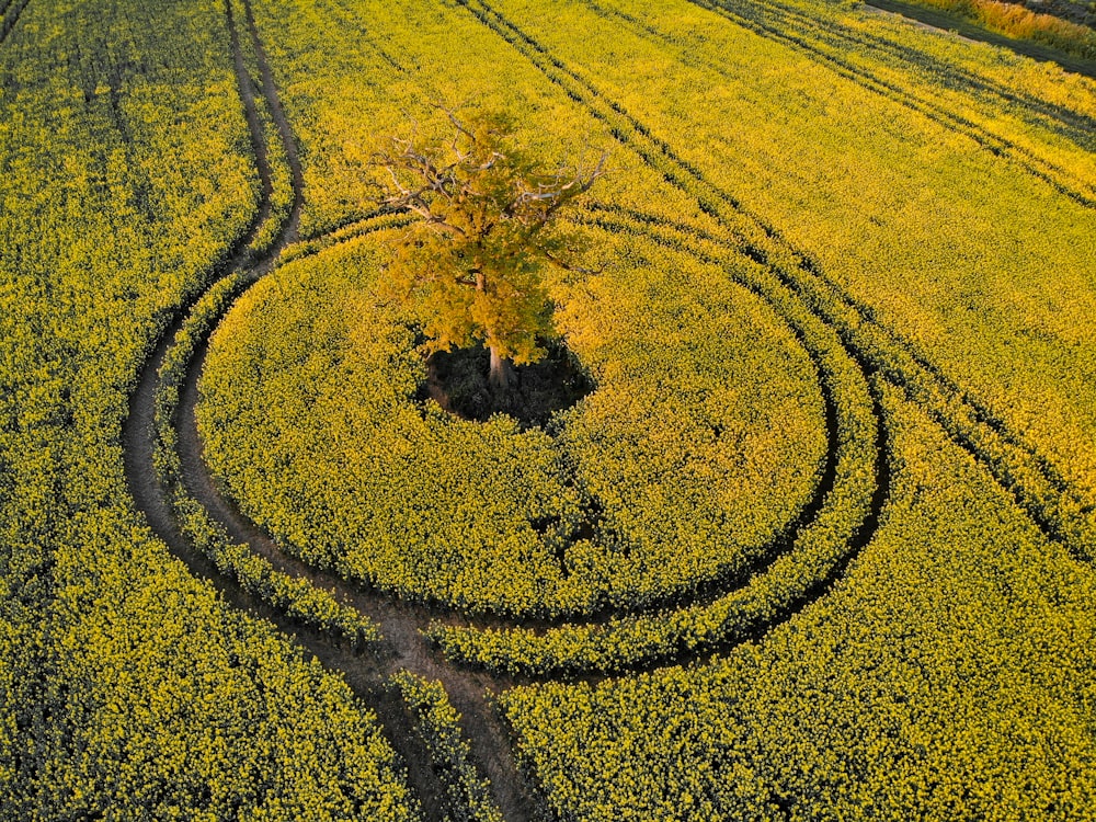 a tree in the middle of a field