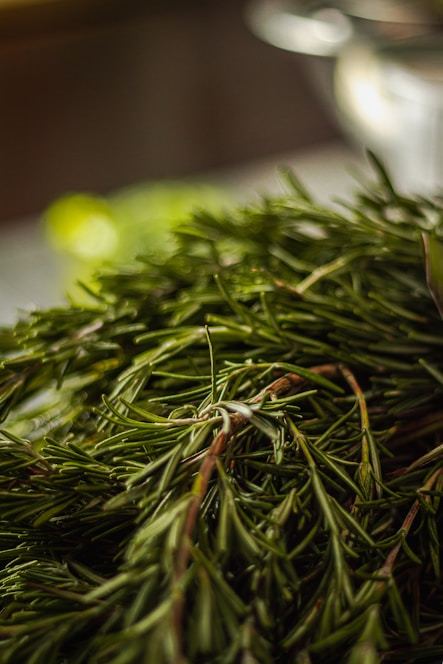 Close-up of fresh rosemary, tea tree, and lavender sprigs arranged on a white surface with soft natural light.