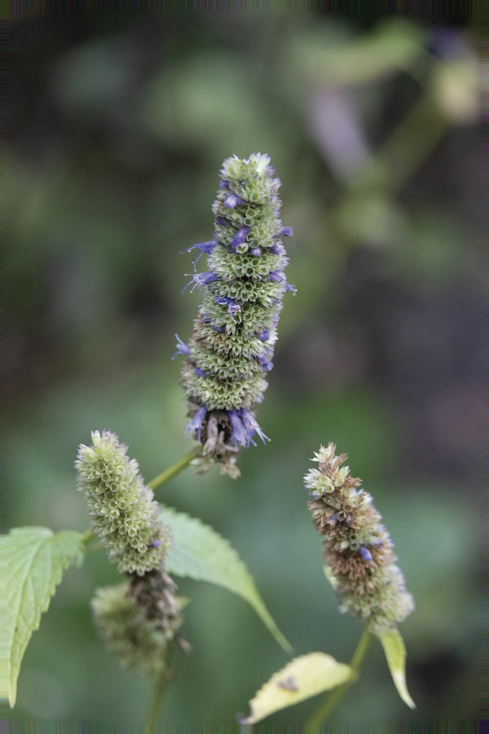 a close up of a flower with a blurry background