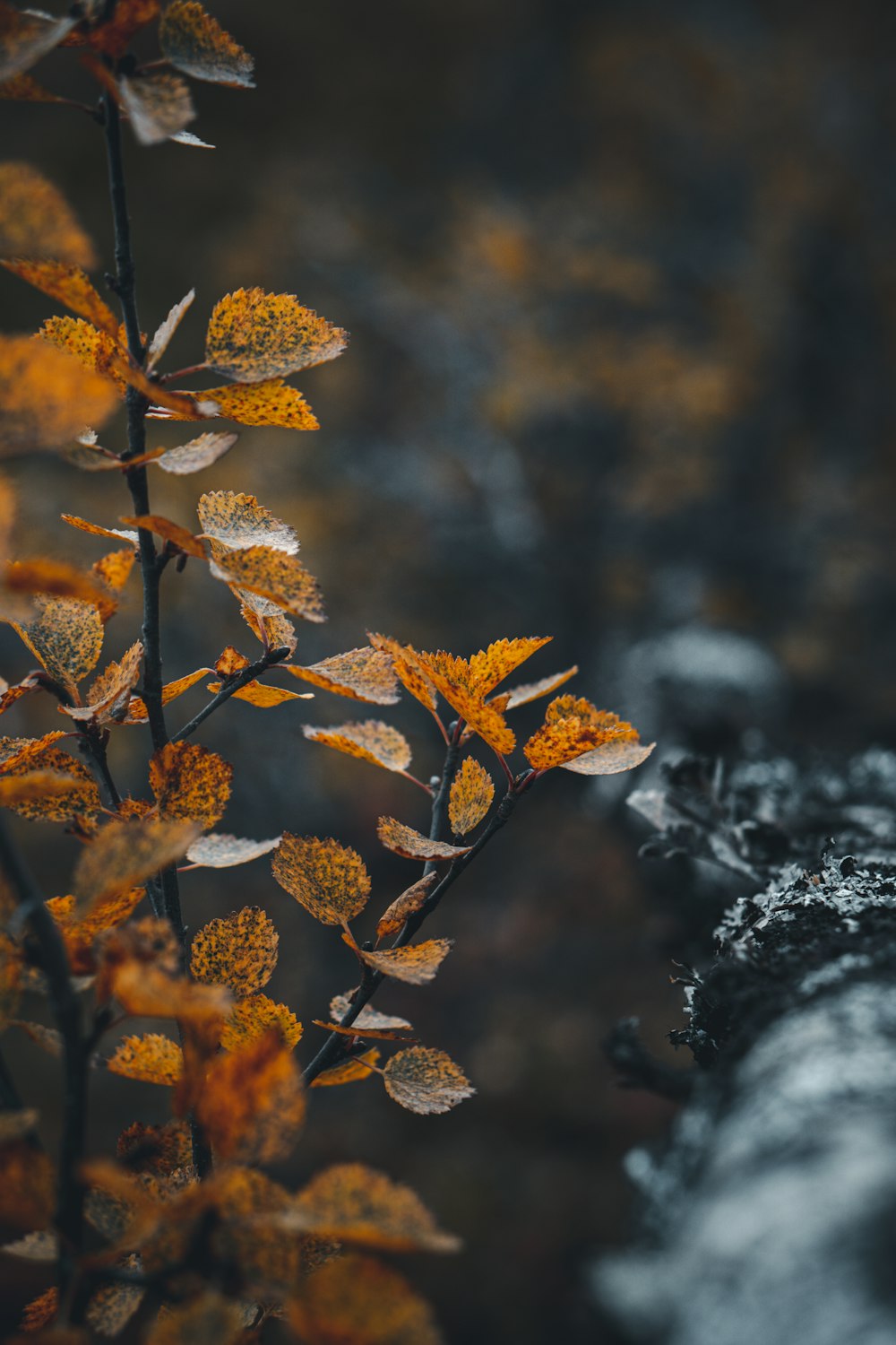 a close up of a plant with yellow leaves