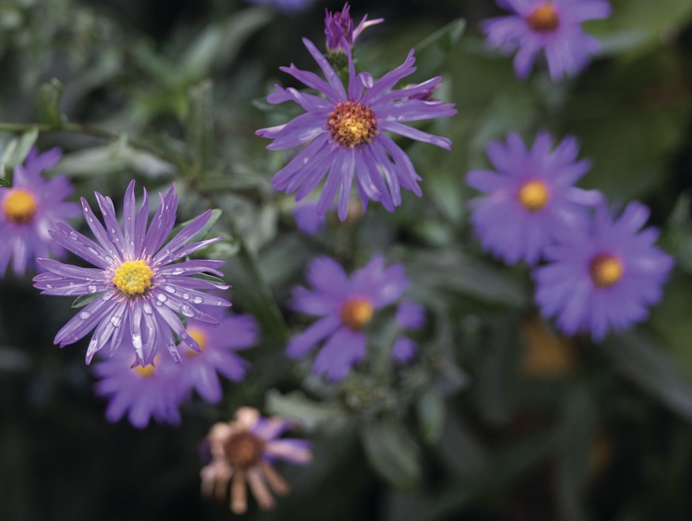 a bunch of purple flowers with yellow centers