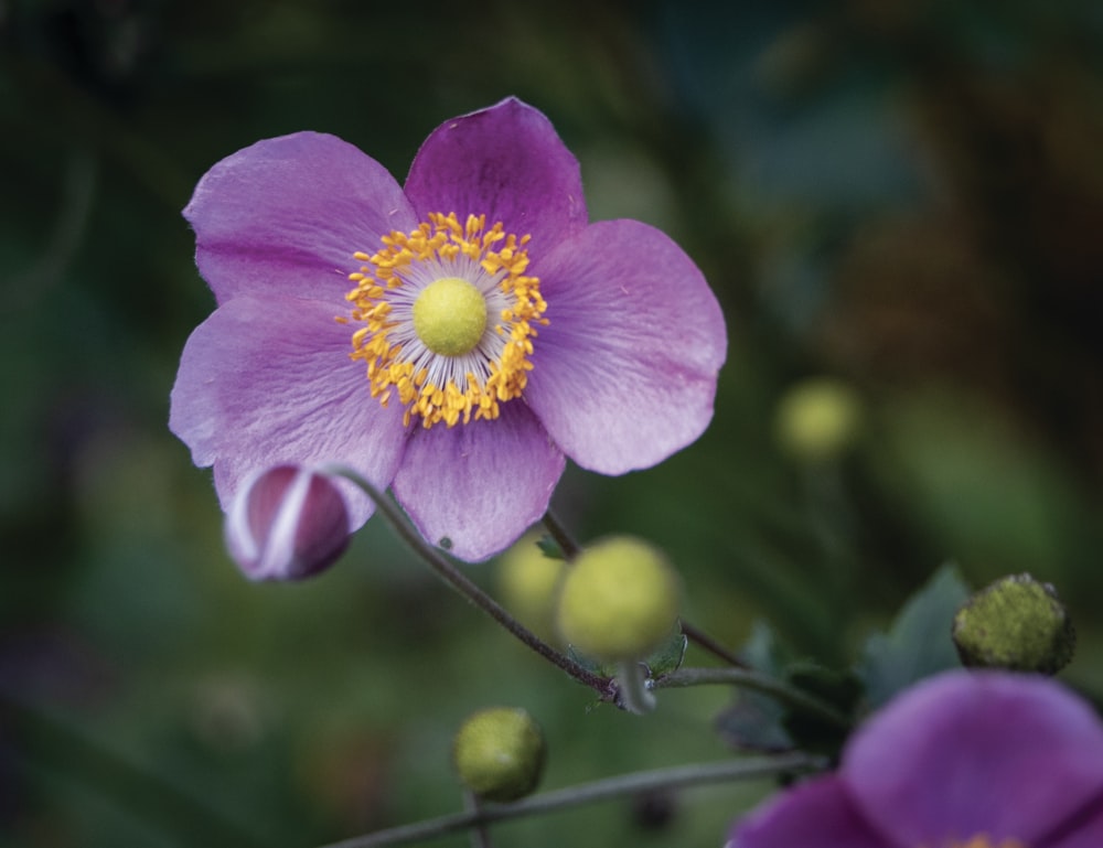 a purple flower with a yellow center surrounded by other flowers