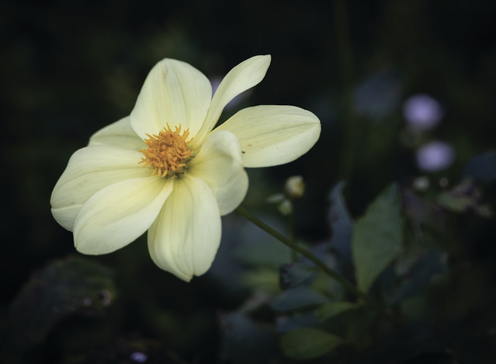 a yellow flower with green leaves in the background