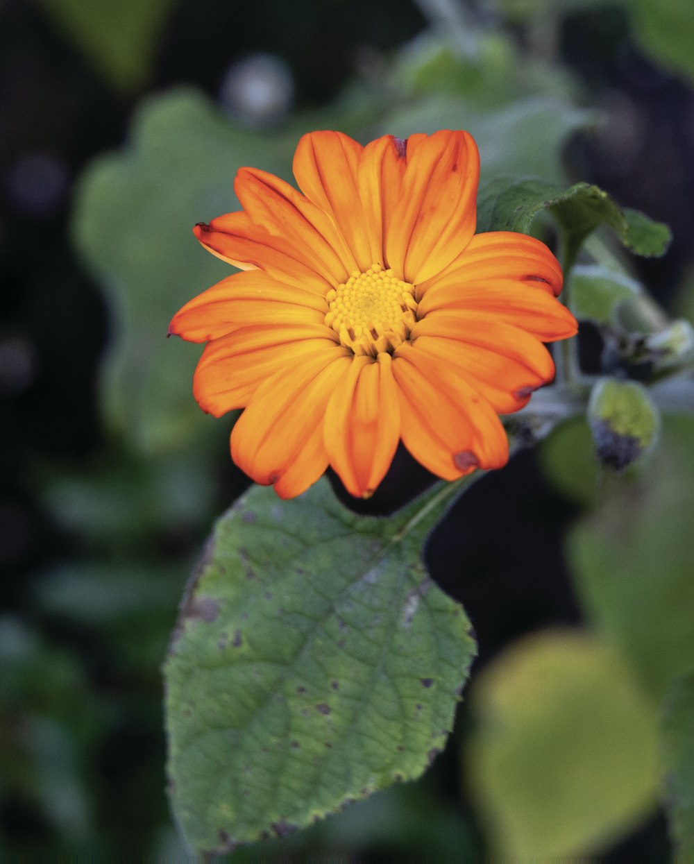 an orange flower with green leaves in the background