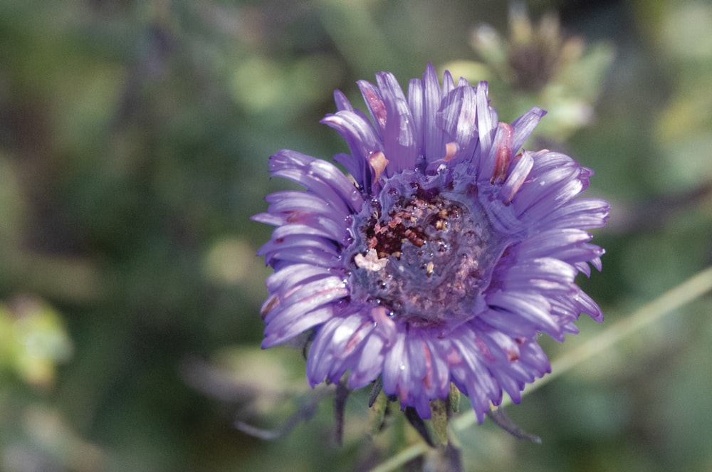 a close up of a purple flower with a blurry background