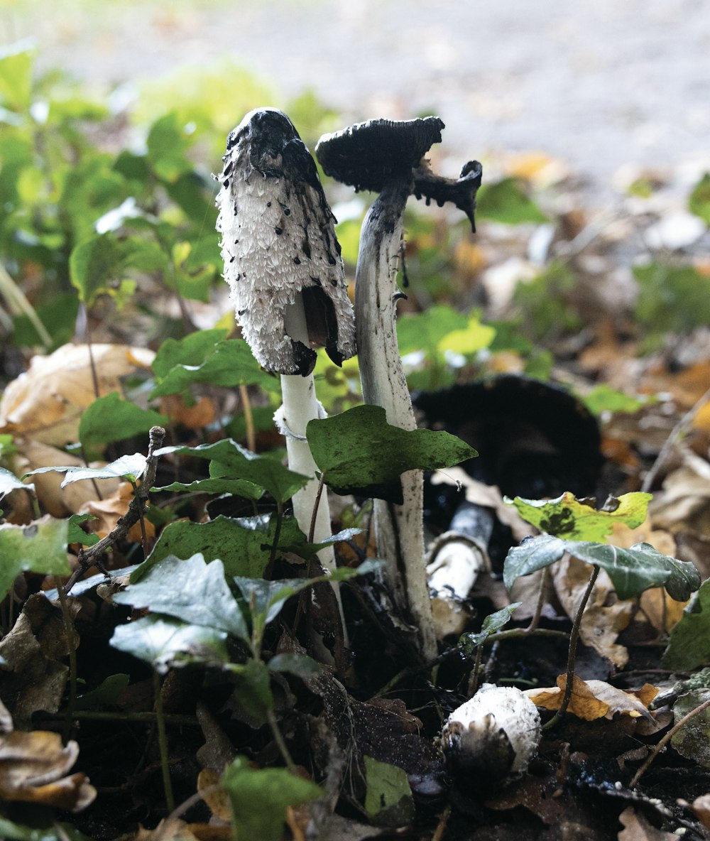 a couple of mushrooms that are on the ground