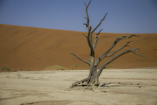 a dead tree in the middle of a desert