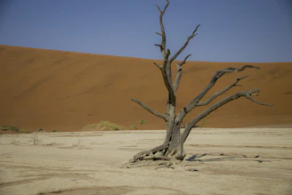 a dead tree in the middle of a desert
