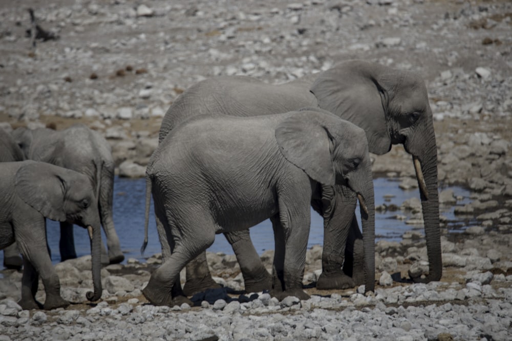 a herd of elephants walking across a rocky field