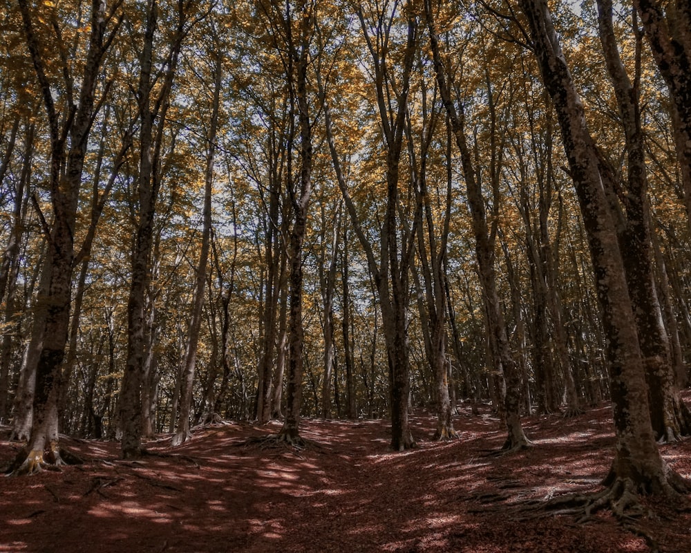 a forest filled with lots of tall trees