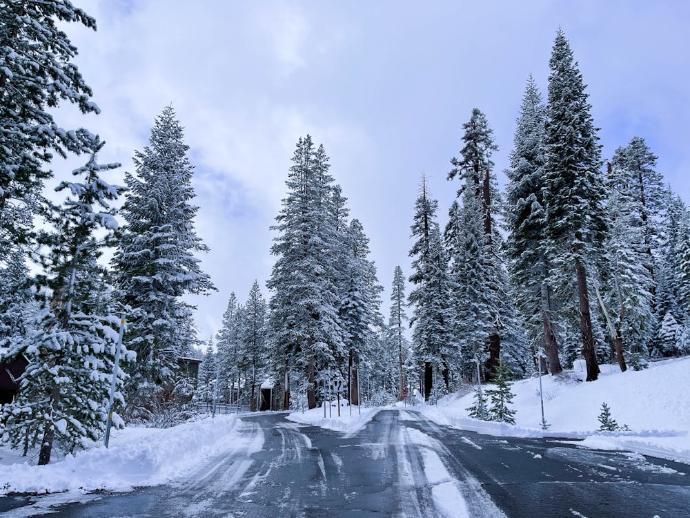 a snow covered road surrounded by tall pine trees