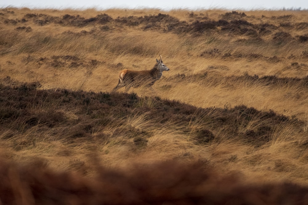 a gazelle running through a field of dry grass