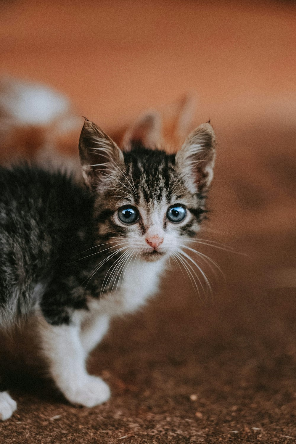 um gatinho pequeno com olhos azuis em pé em um chão