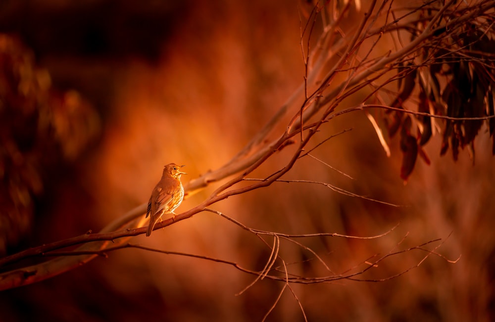 a small bird perched on a tree branch