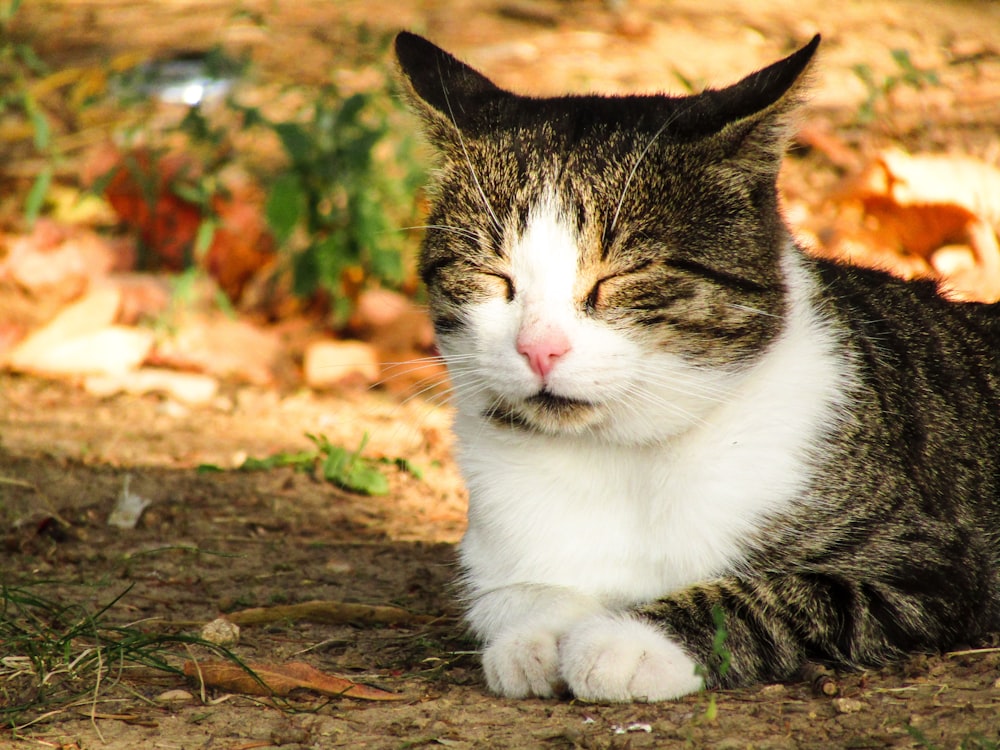 a cat that is laying down on the ground