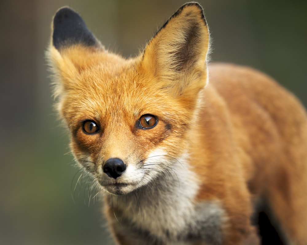 a close up of a small fox looking at the camera