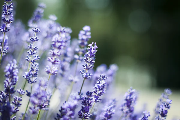 Rametti di lavanda in primo piano — la lavanda di Carla di Provenza, testa di Mon Guerlain, dalla profumeria Olara
