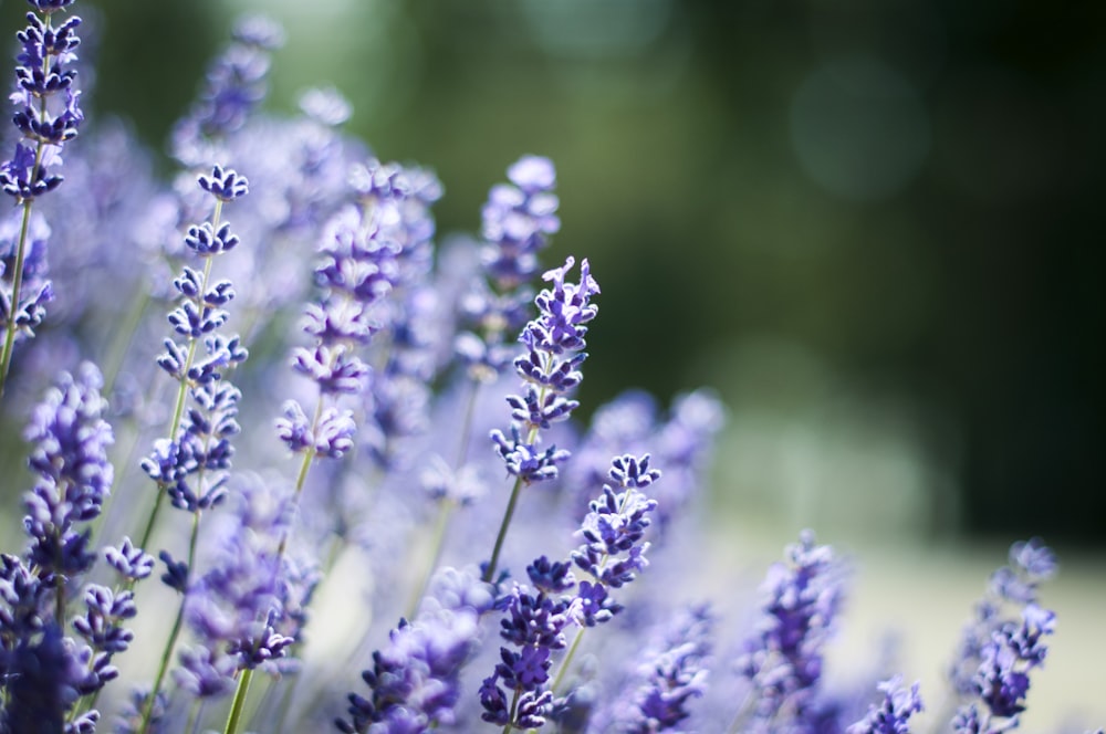 a close up of a bunch of lavender flowers