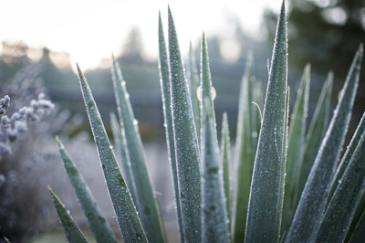 Close-up of delicate leaves with morning dew, evoking fresh beginnings.