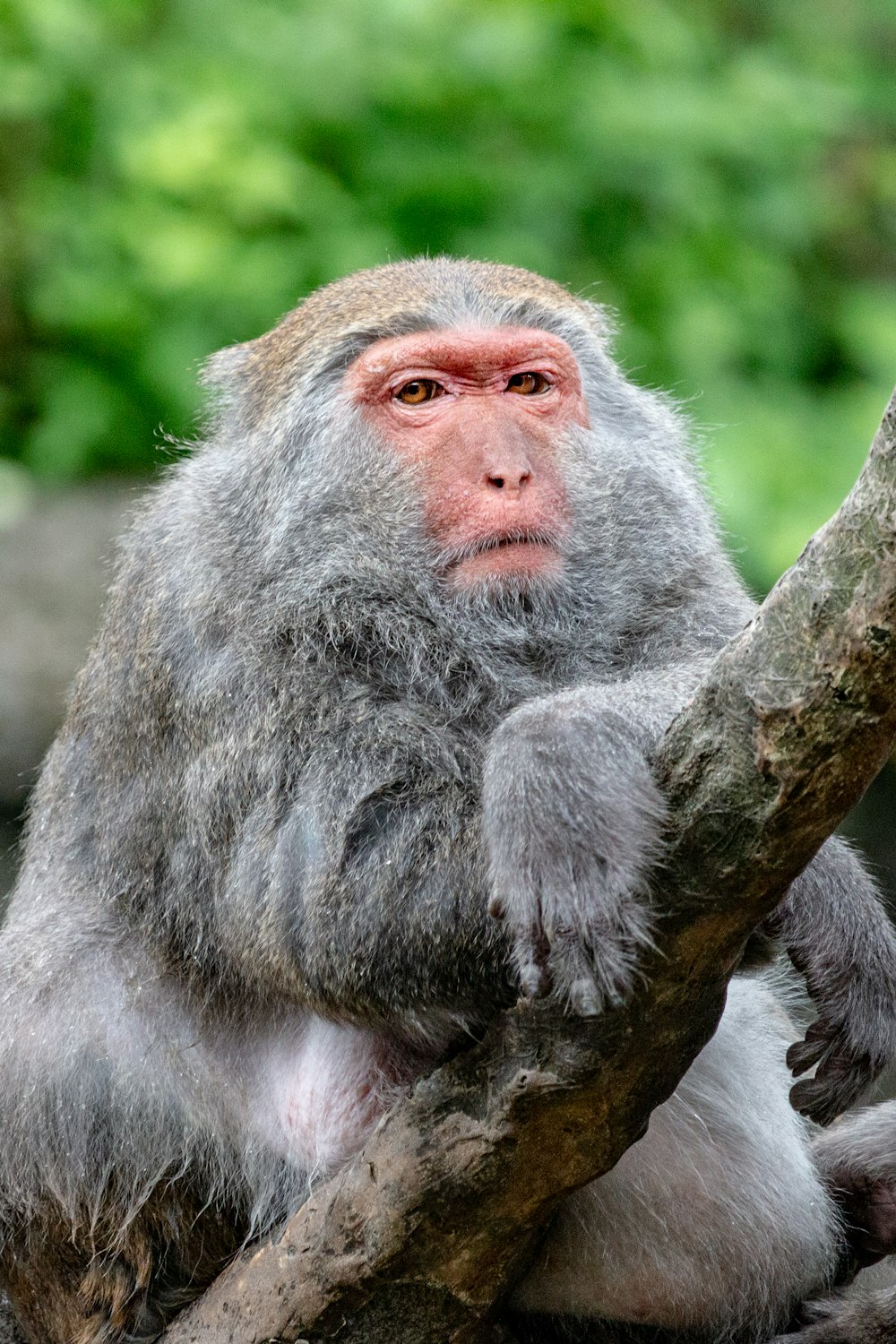 um close up de um macaco em um galho de árvore