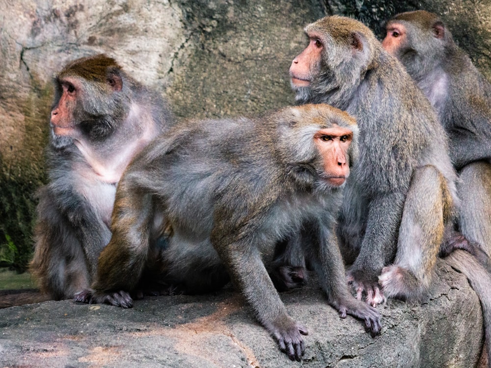 a group of monkeys sitting on top of a rock