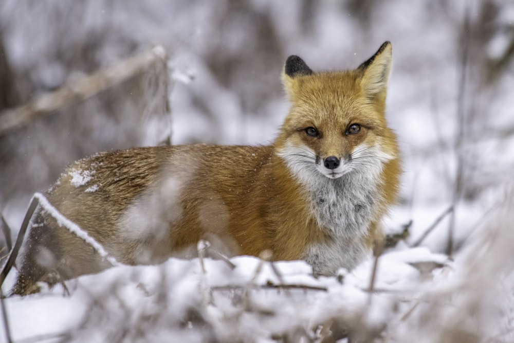 a close up of a fox in the snow