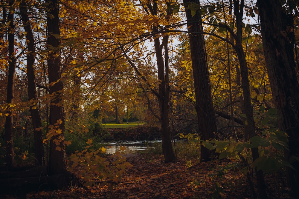 a path through a forest with lots of trees