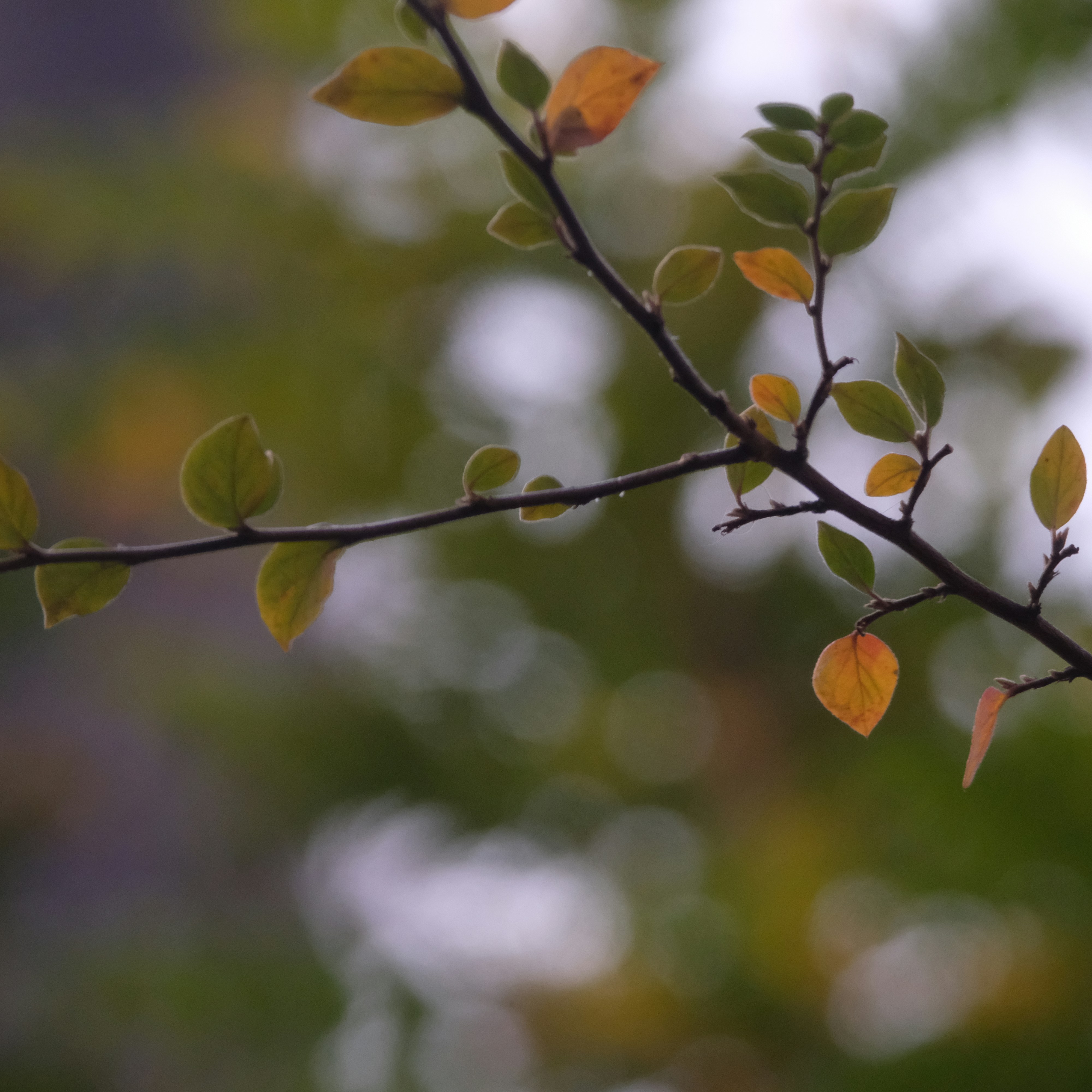 Photo by zaralazarov