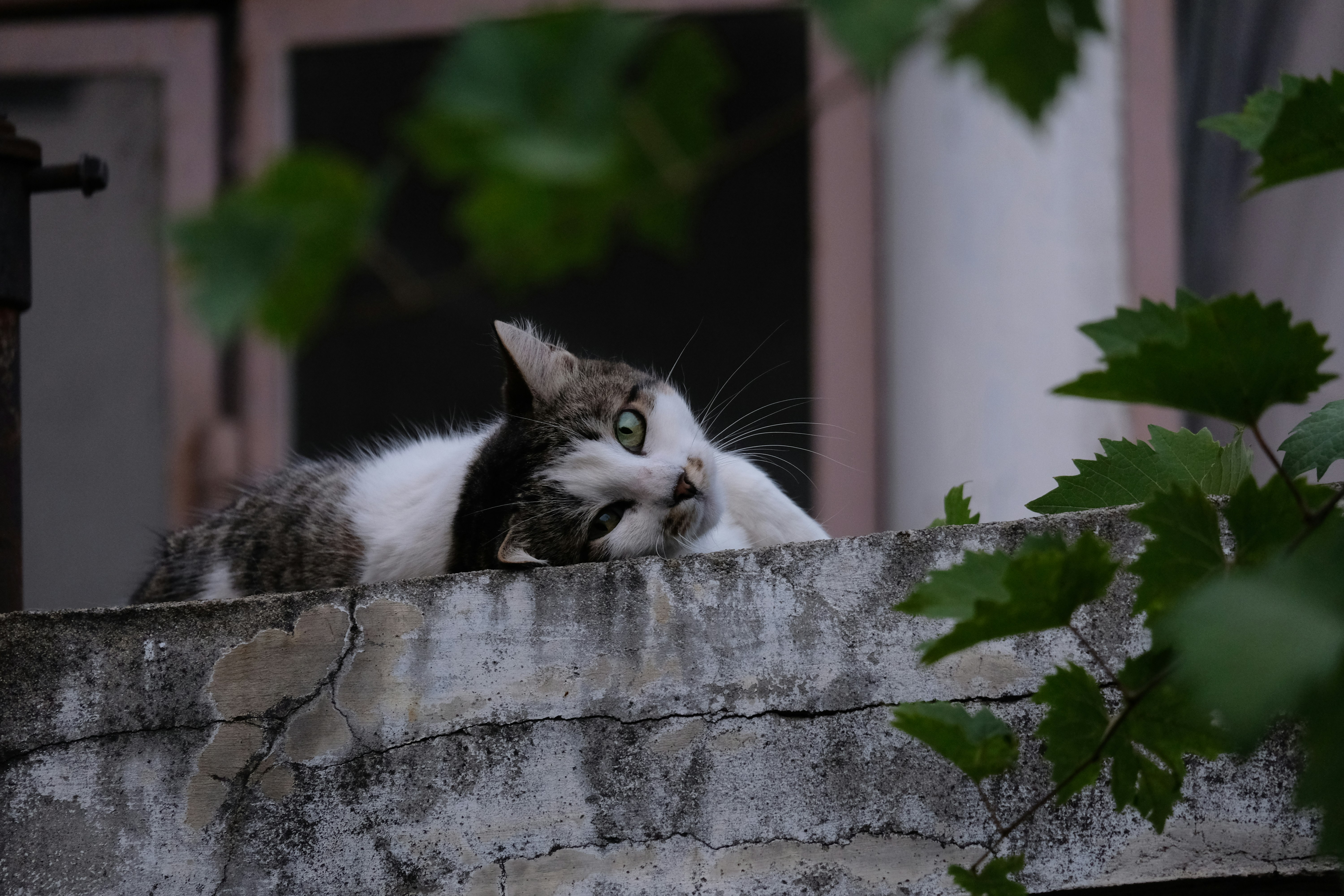 Photo by zaralazarov