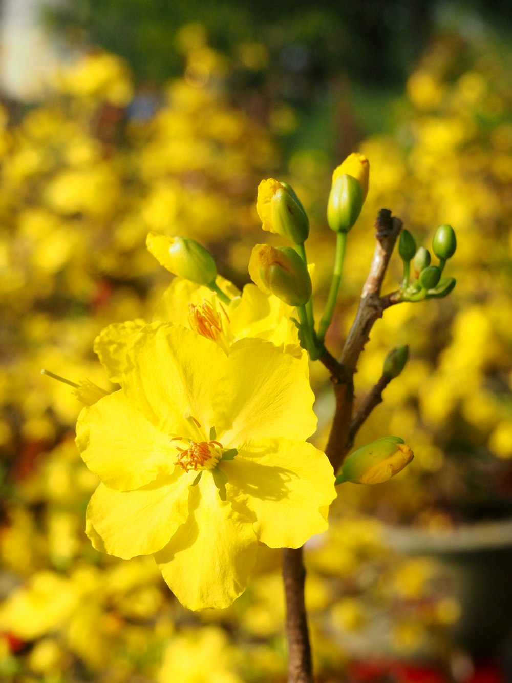 a close up of a yellow flower on a plant