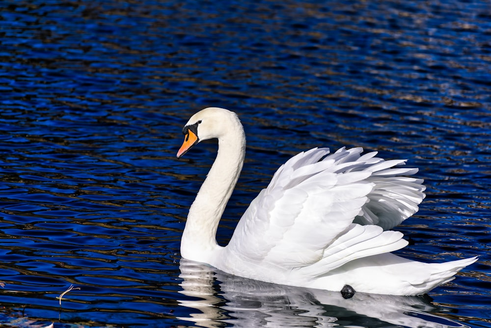 a white swan floating on top of a body of water