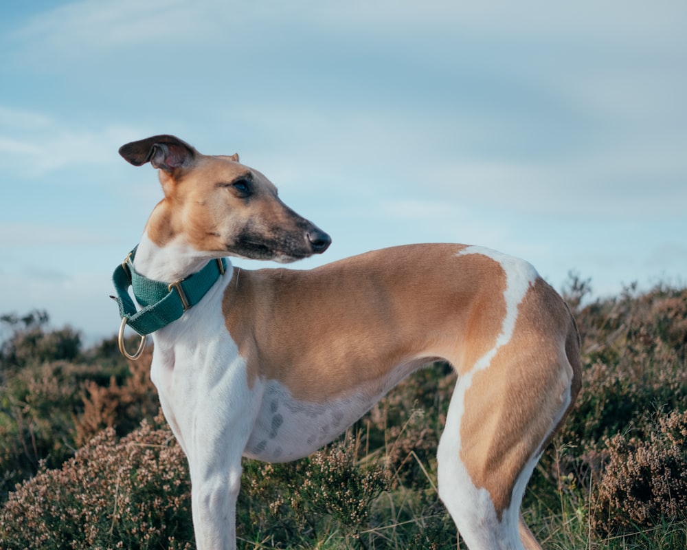 a brown and white dog standing on top of a grass covered field