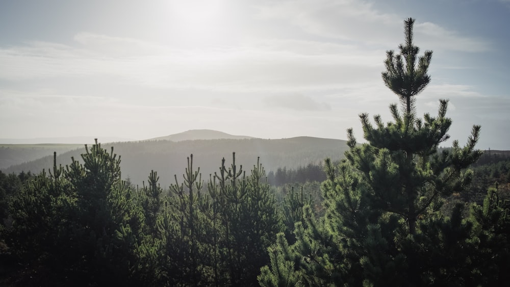 Il sole splende tra gli alberi in montagna