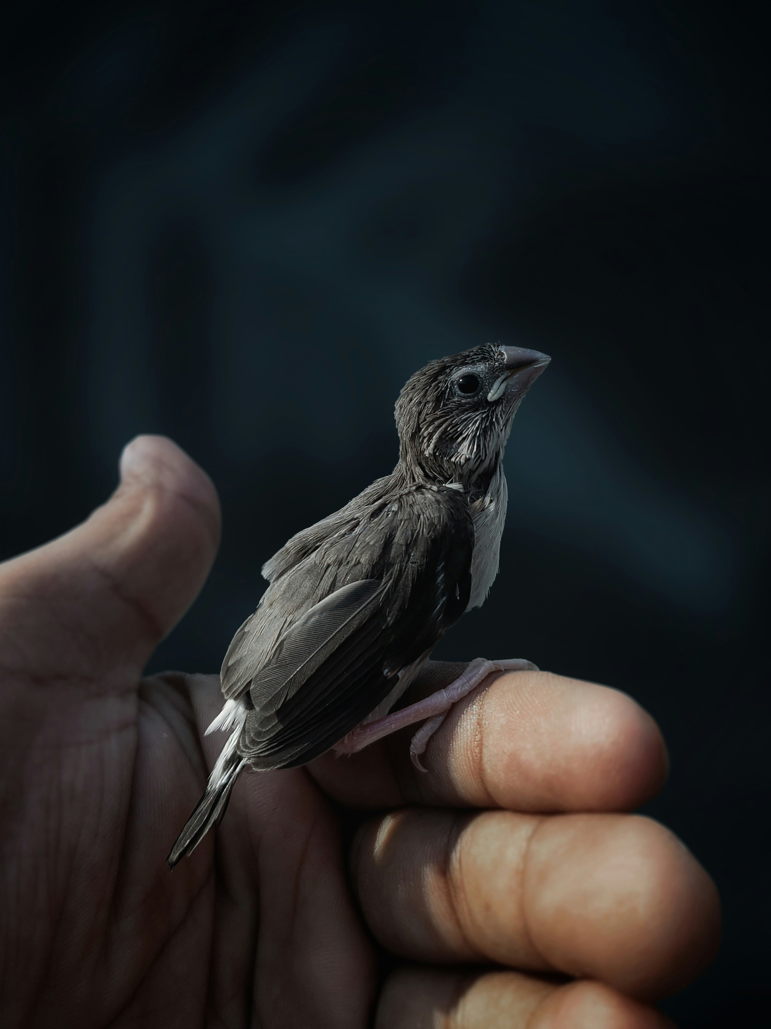 Un pequeño pájaro sentado encima de la mano de una persona