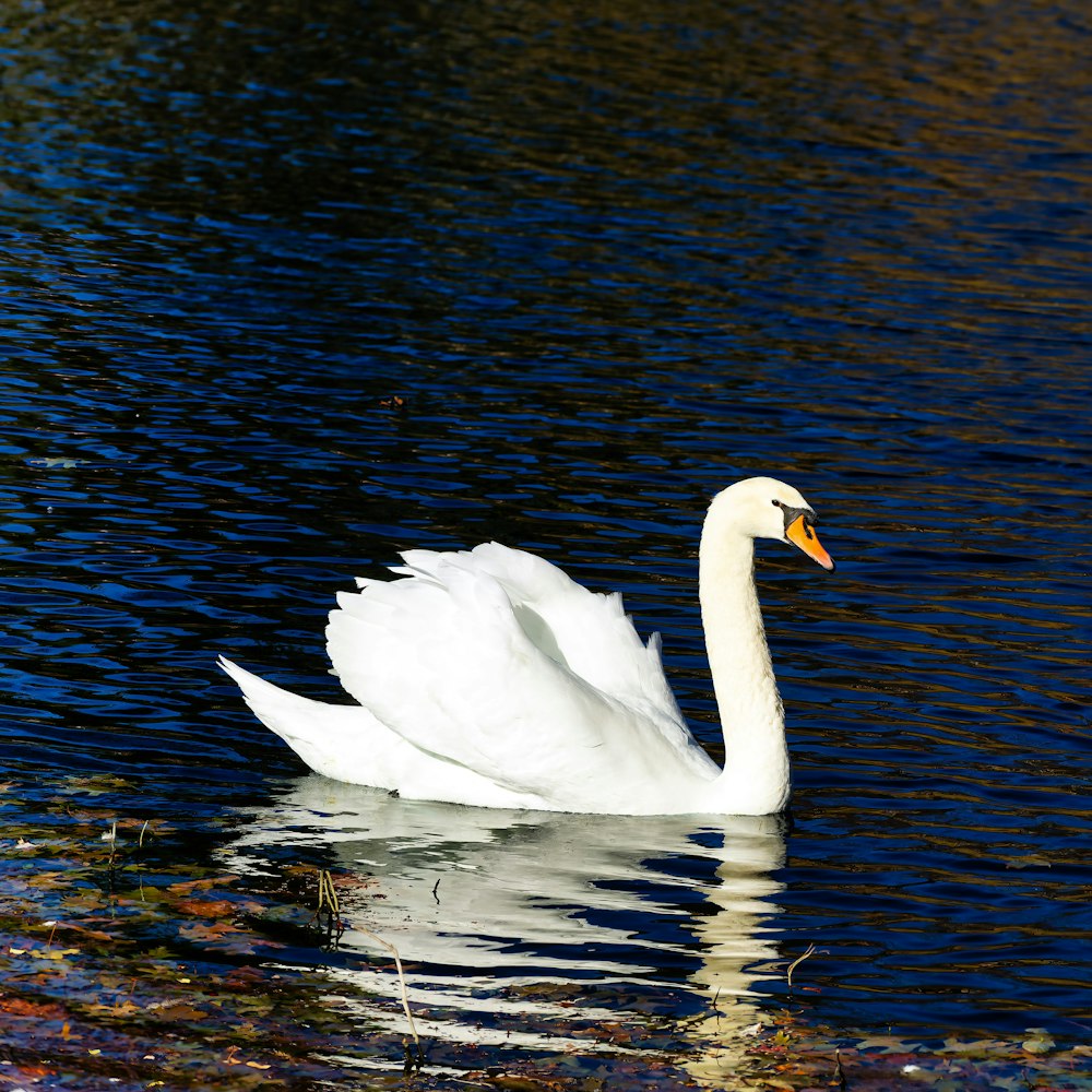 Un cigno bianco che galleggia sulla cima di uno specchio d'acqua