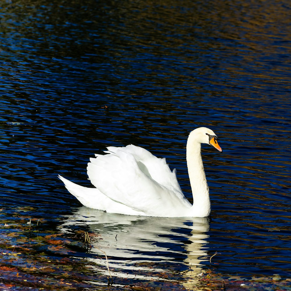 a white swan floating on top of a body of water