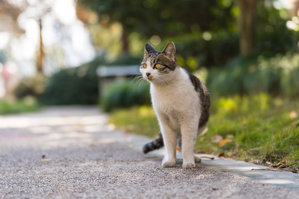 a cat standing on the side of a road