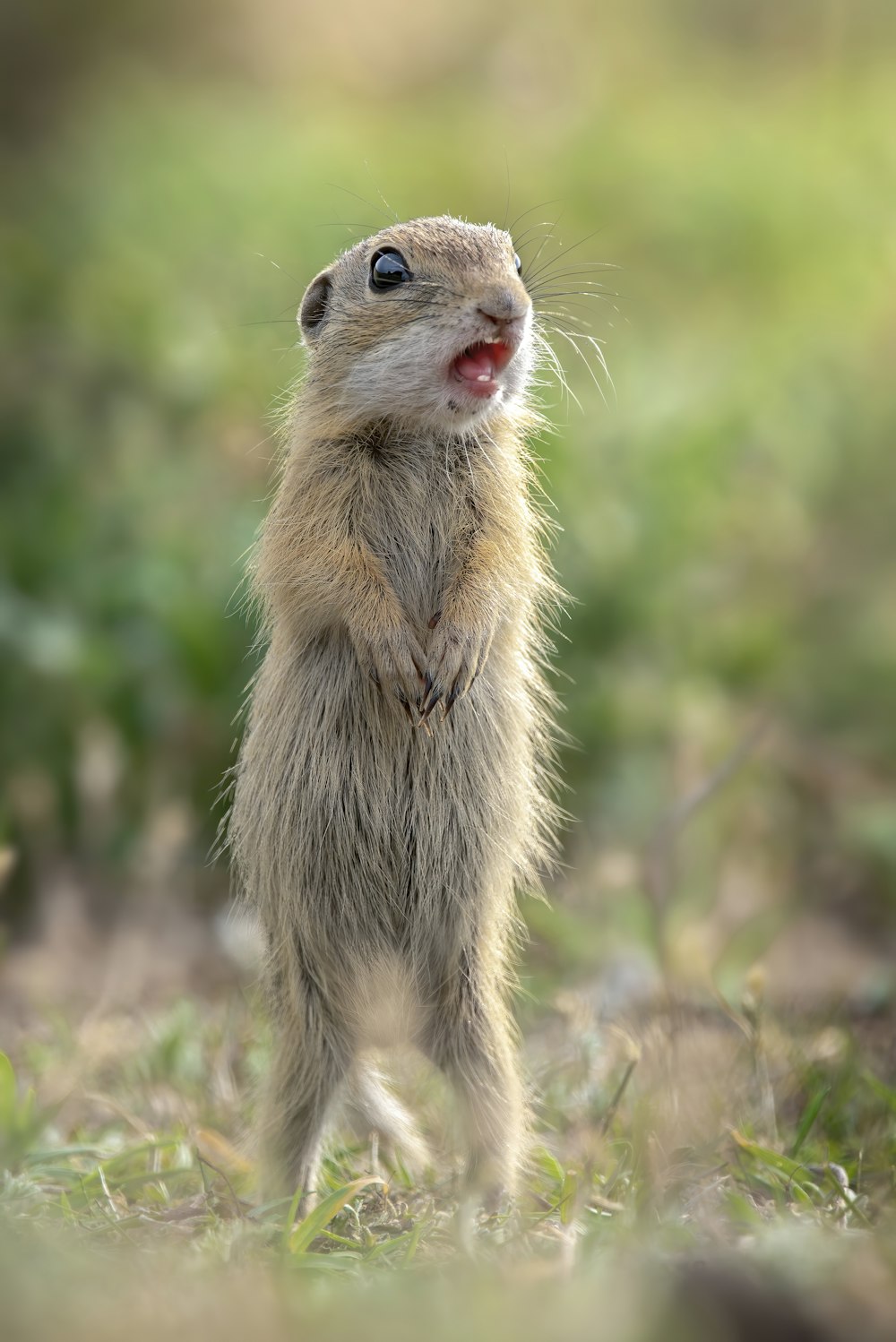 a small animal standing on its hind legs