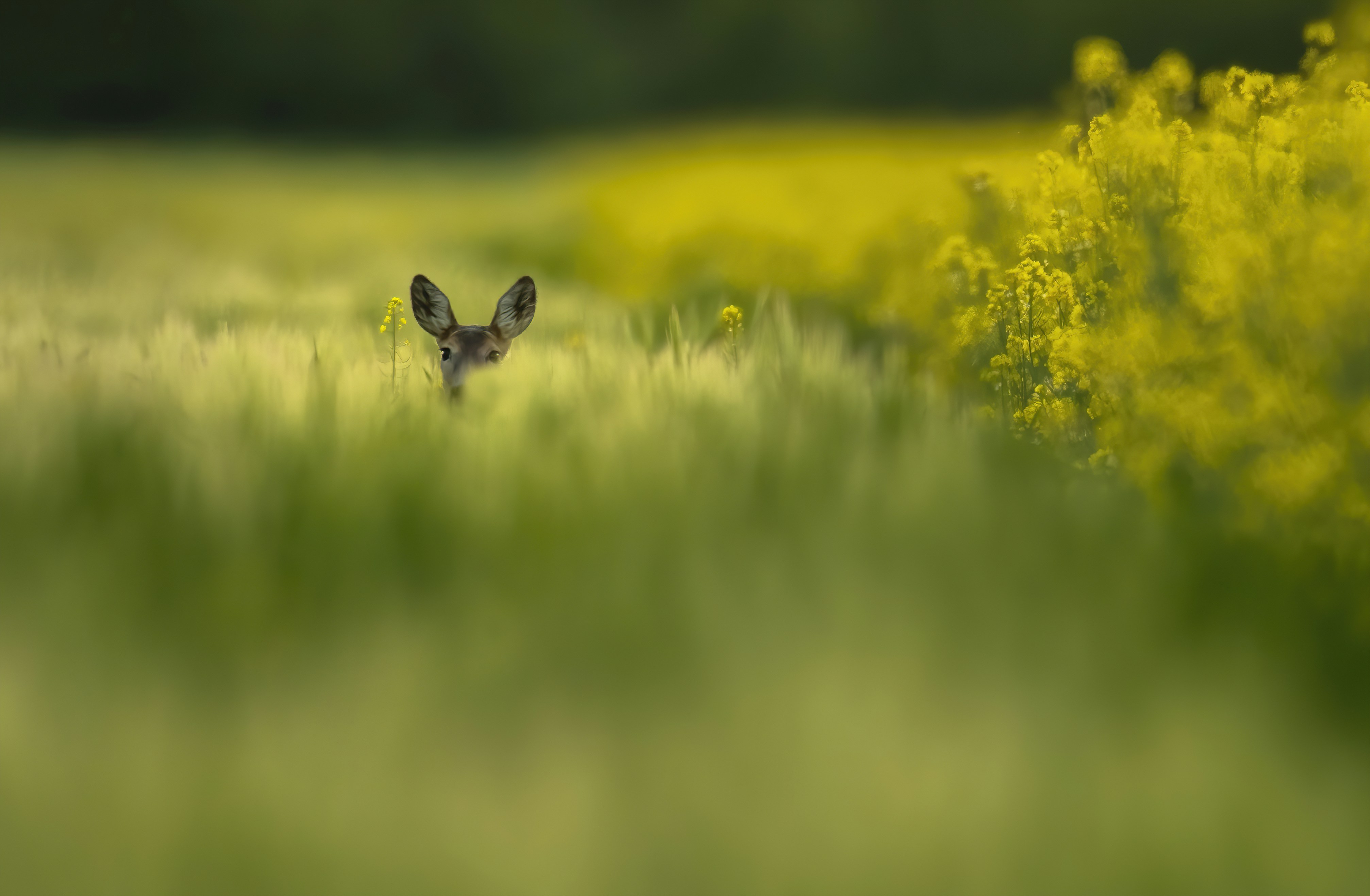 a small deer in a field of tall grass